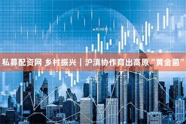 私募配资网 乡村振兴｜沪滇协作育出高原“黄金菌”